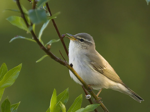 Lapinuunilintu, Arctic Warbler, Phylloscopus borealis